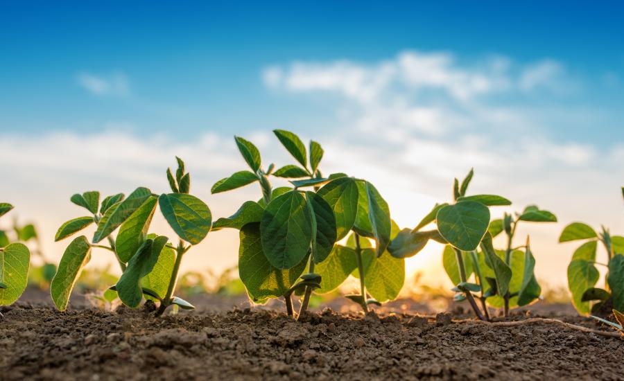 Photo of soybeans in a field
