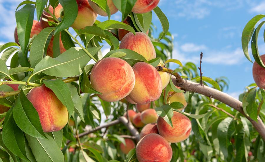 Photo of peaches on a tree