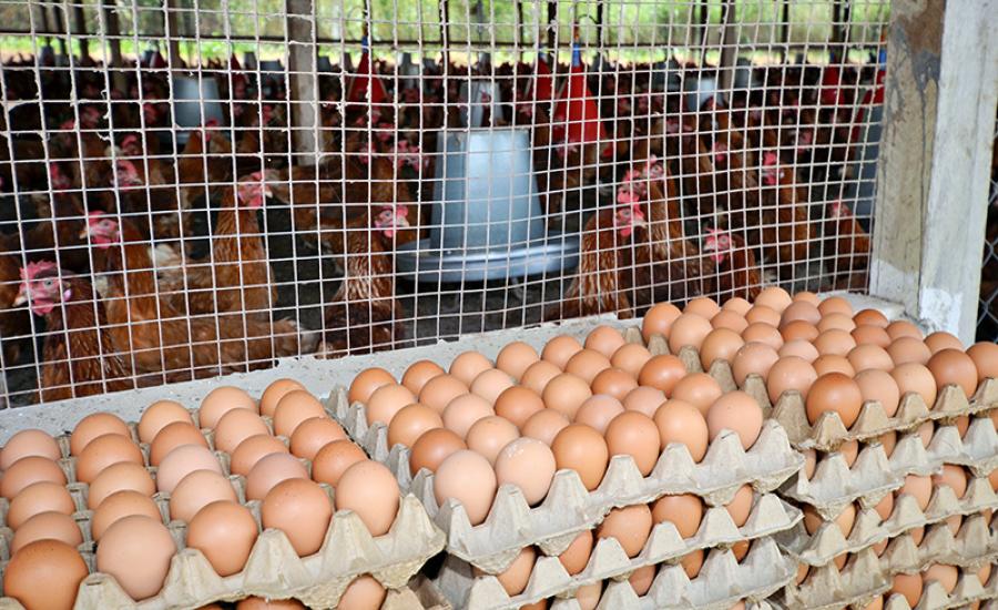 WISHH’s Food for Progress project also included an educational campaign that explained the many ways Ghanaian adults and children can benefit from eggs for healthy diets.  