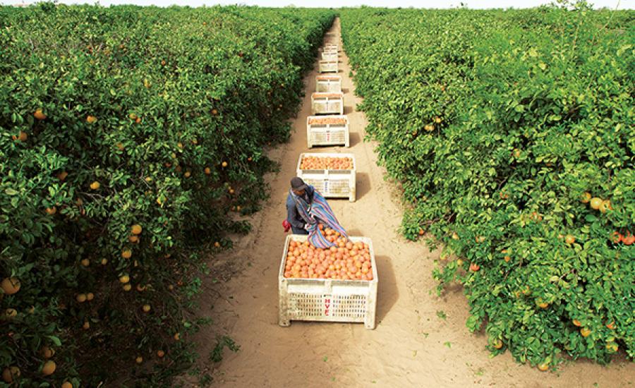 Man placing grapefruit into a container in a grapefruit field. 