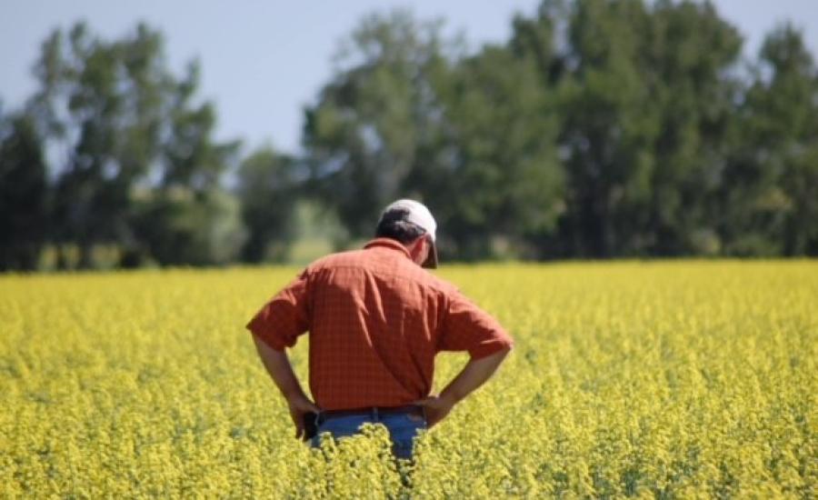 Donald Bauman looking over JM Grain’s harvest.