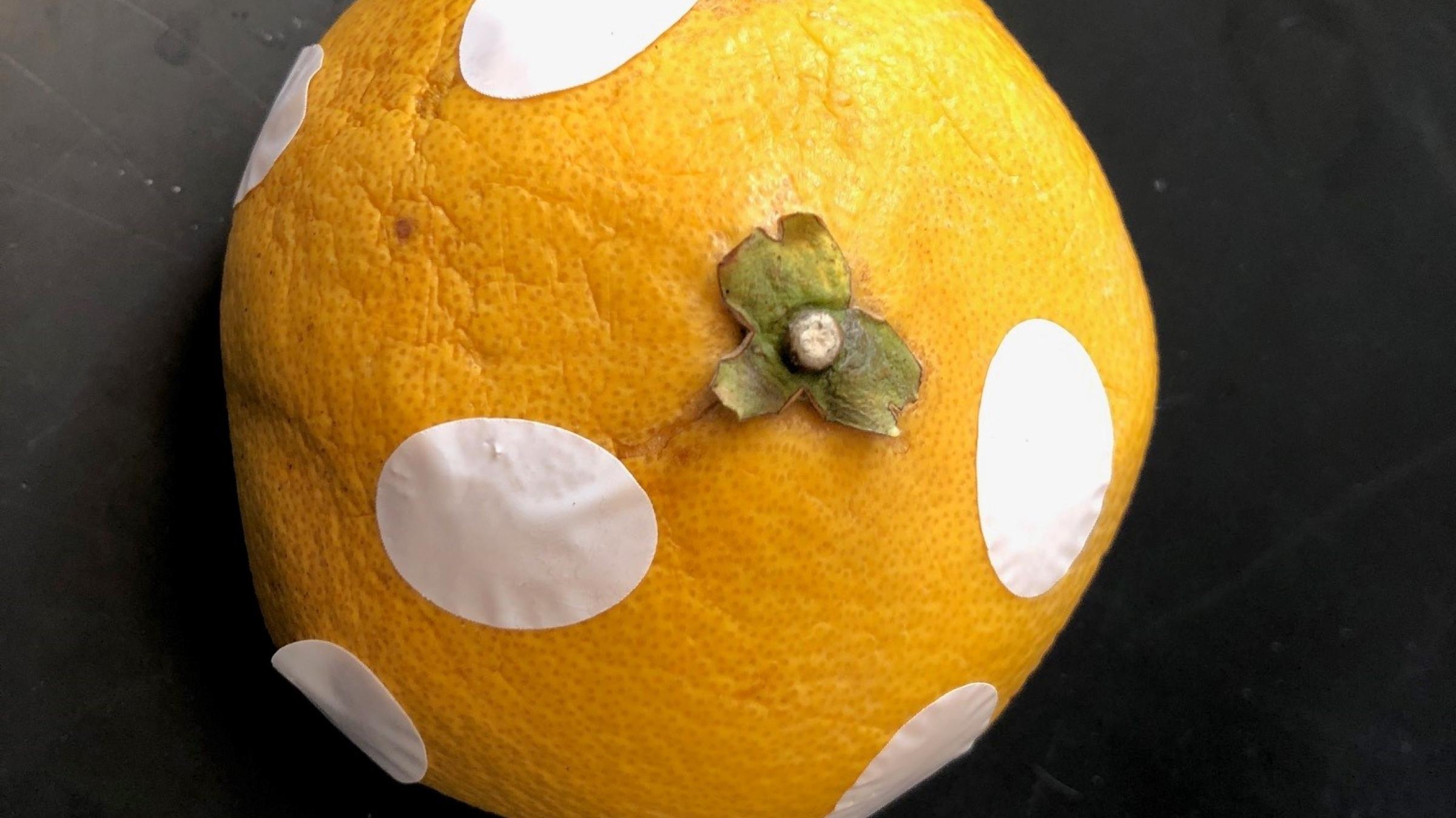 New PLU labels are stuck onto a grapefruit to evaluate their effectiveness.