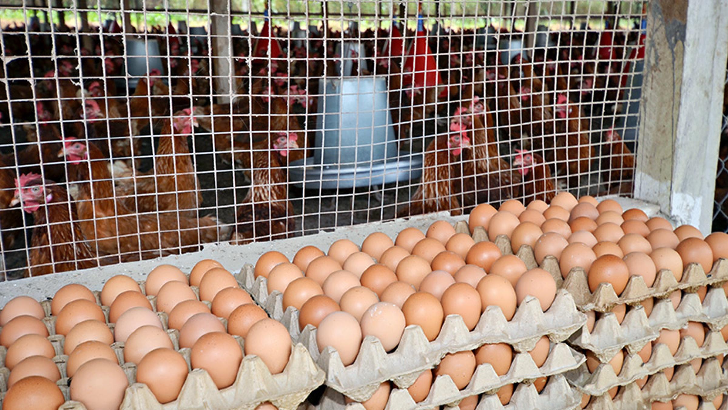 WISHH’s Food for Progress project also included an educational campaign that explained the many ways Ghanaian adults and children can benefit from eggs for healthy diets.