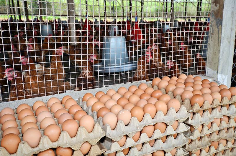 WISHH’s Food for Progress project also included an educational campaign that explained the many ways Ghanaian adults and children can benefit from eggs for healthy diets.