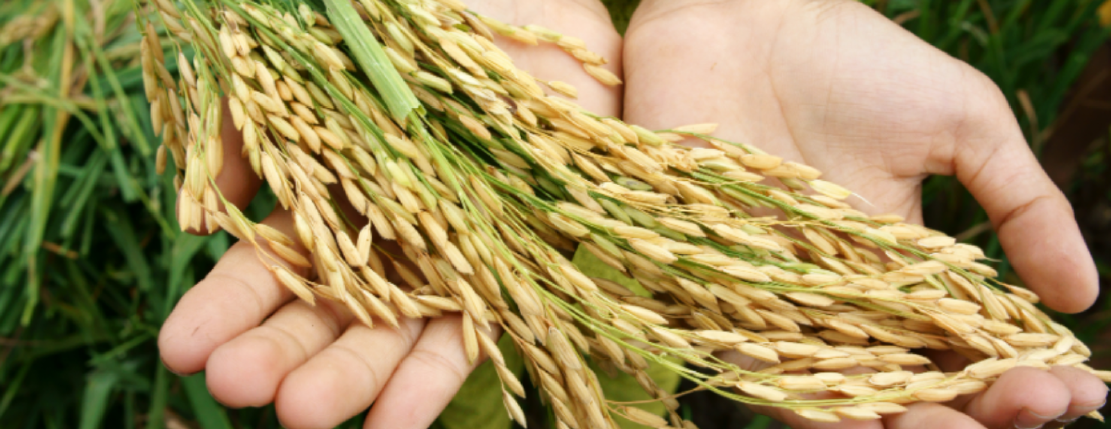 Photo of two hands holding cut stalks of grain