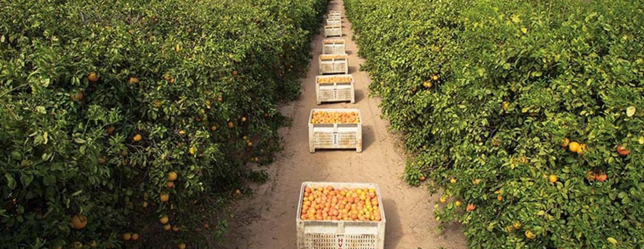 Buckets of grapefruit in a grapefruit field.