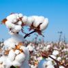 Photo of cotton growing in a field