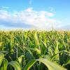 Photo of grain fields