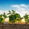 Photo of soybeans in a field